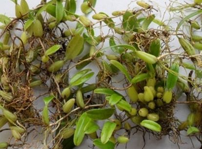 养胃过好年，赶走胃寒--石橄榄猪肚汤