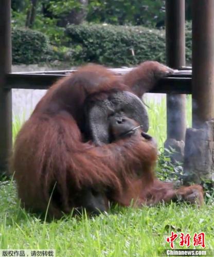 印尼万隆动物园人猿捡拾游客扔的烟蒂，放到嘴边抽起来。
