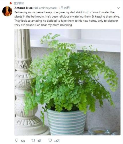 丈夫浇了5年才发现盆栽植物是塑料做的。（图片来源：尼科尔社交网络账户截图）