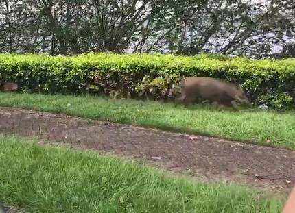 一只野猪带着小猪觅食（视频截图）