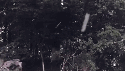 视频|下雪啦!上海迎来2018年初雪