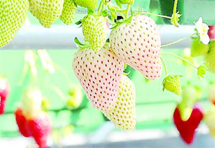 上海本地产白草莓上市销售 每斤价格多为80元或90元_新浪上海_新浪网