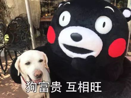 斗图|新年祝福语动态表情我惹谁了搞笑图图片