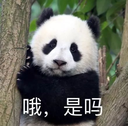 啧啧 | 日本新晋网红是中国妹子?吸粉力令直播