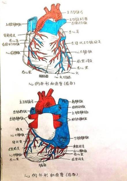 宿迁卫校学生的笔记,看看有木有被惊艳到~