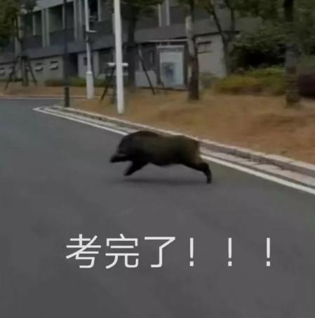 惊呆 | 二师兄闯入校园 校友:只要我跑得够快 