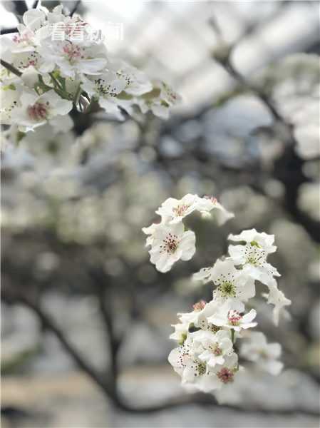 仓桥水晶梨梨花节开幕 梨花开胜似雪