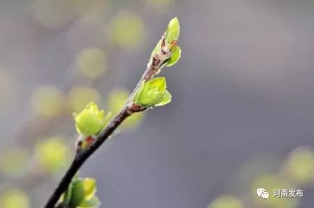 气温升降鸡年去,雨水点滴新岁来!下周河南将迎