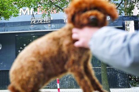 宠宠熊碧云店已关门，用户预付卡无法正常使用。　　　晨报记者　张佳琪