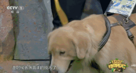 一条导盲犬的自白比起诱惑我更想护你周全