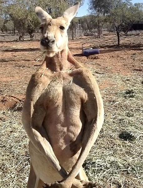 视频|进击的袋鼠!男子狩猎反被袋鼠揍到下巴骨