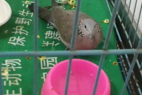 【暖心】自制喂鸟器,寒冻里,他们在郊外四处奔