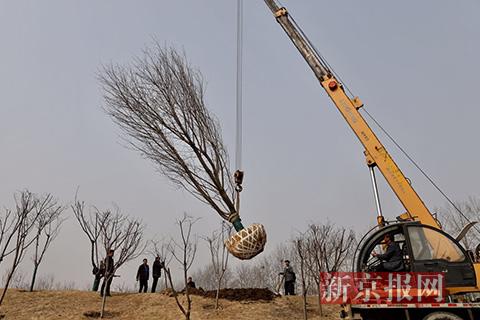 工人在吊起移植的樱花树。