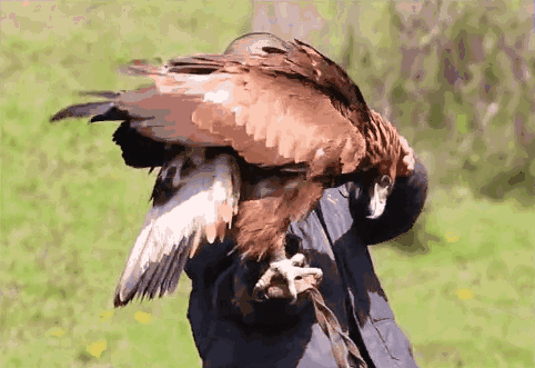 实拍马背上的哈萨克族驯鹰人,茫茫雪野与鹰共舞气势如虹