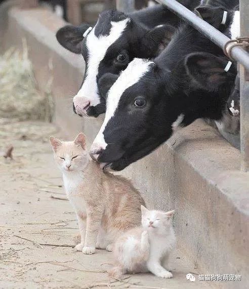 互相帮助的动物们,好有爱