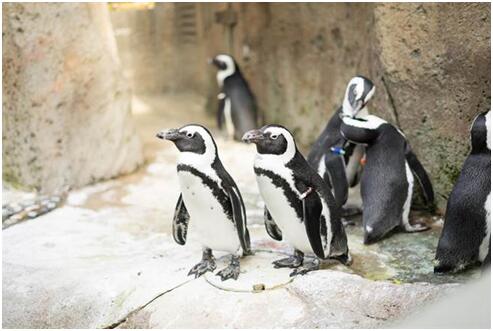 环球网:加拿大动物园企鹅难应付最冷跨年夜 被移入室内
