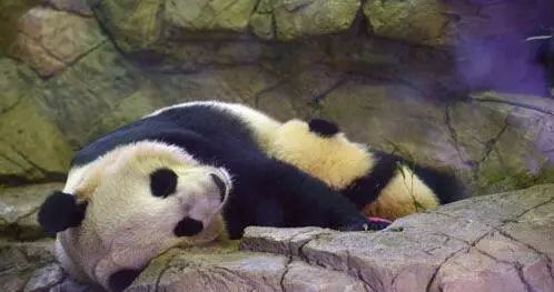 ▲在美国华盛顿国家动物园，大熊猫幼仔“宝宝”依偎在母亲“美香”的怀里睡觉。