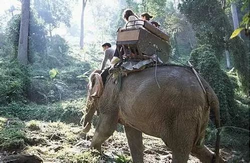 游客没扯象尾?领队见义勇为?泰国大象踩死中