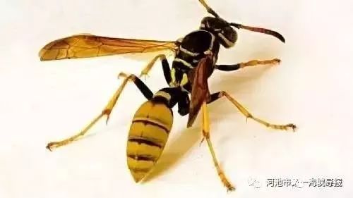 急转!冷空气带来的居然还有这东西!厦门一天3