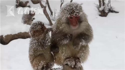 大雪纷飞 太行山数千只猕猴秒变雪猴