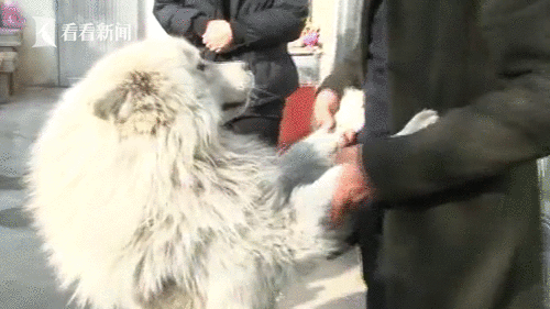 71143e91226c6249cf3861400afa8b36.gif