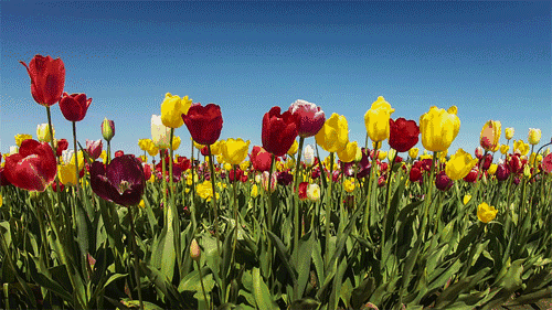 600亩!株数居全国前列!高明郁金香主题公园大年初一开园