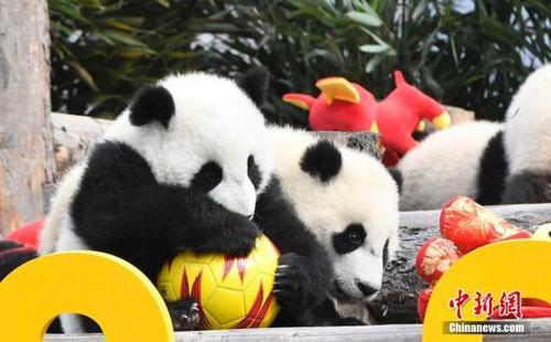 资料图:大熊猫宝宝在玩耍皮球。中新网记者 安源 摄