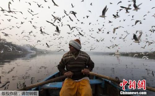 印度亚穆纳河一景： 船夫摇橹水间 水鸟齐飞天际。