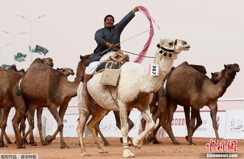 中国新闻网:沙特举行骆驼选美赛 12只骆驼因“整容”出局(图)