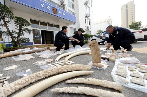 资料图:福建莆田森林公安民警清点扣押的象牙制品。新华社记者姜克红摄