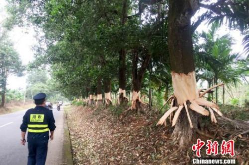 中国新闻网:海南百余棵公路林惨遭“扒皮”案告破 5人被批捕