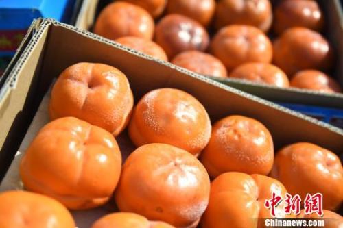 带着冰碴的东北冻柿子 张瑶 摄