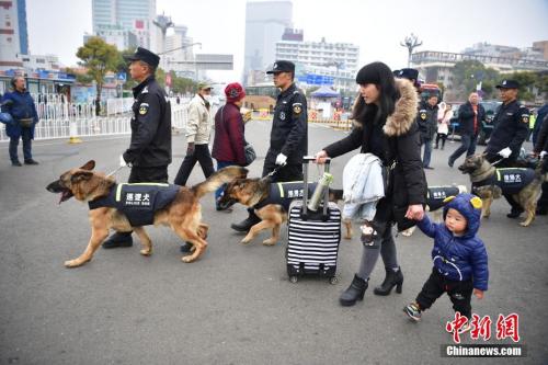 春运期间，昆明铁路警方每天都会派出五只警犬和五位训导员，在火车站进行安保工作。2月8日，训导员带着爱犬在昆明火车站巡逻。中新社记者 刘冉阳 摄