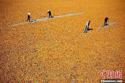 资料图:金秋九月,甘肃张掖市临泽县26.5万亩制种玉米进入收获期,金黄色成为当地田间地头的主色调。赵琳 摄