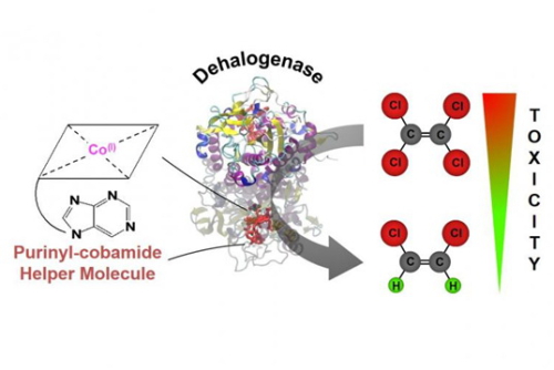 沈阳生态所钴胺素生物合成研究取得进展|生物