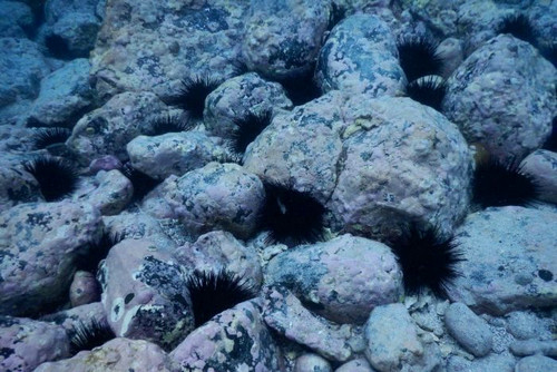 资料图片：澳大利亚海胆泛滥成灾，几乎将海底啃成一片荒漠。（台湾联合新闻网）