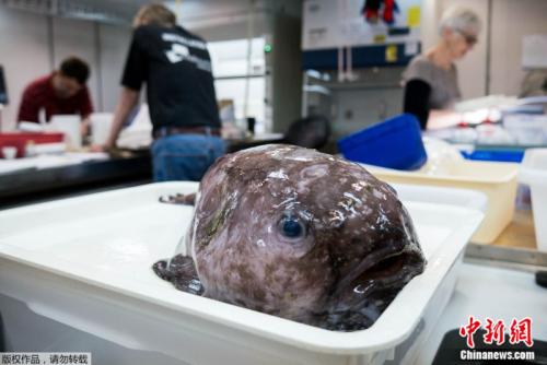 研究团队去年从海平面下4800米捕获逾4.2万只深海生物,其中包括2003年在新西兰外海被发现的“世界最丑动物”Mr.Blobby的“表弟”。