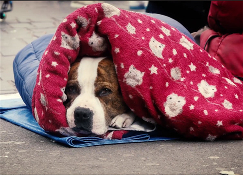 如何给狗狗做衣服视频 fNEL-fypyuva7556992.jpg