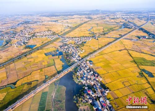 资料图:航拍通过江西都昌县金秋田野上的九景衢铁路。 傅建斌 摄