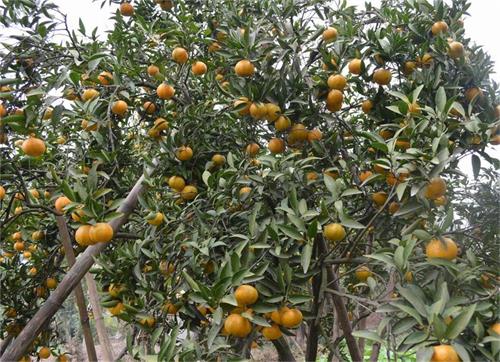 铜梁:庭院结硕果 柑橘喜丰收|柑橘|铜梁|庭院