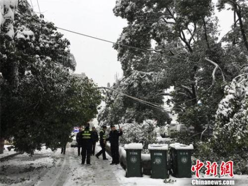 资料图:湖北十堰,积雪压断树枝。 刘英 摄