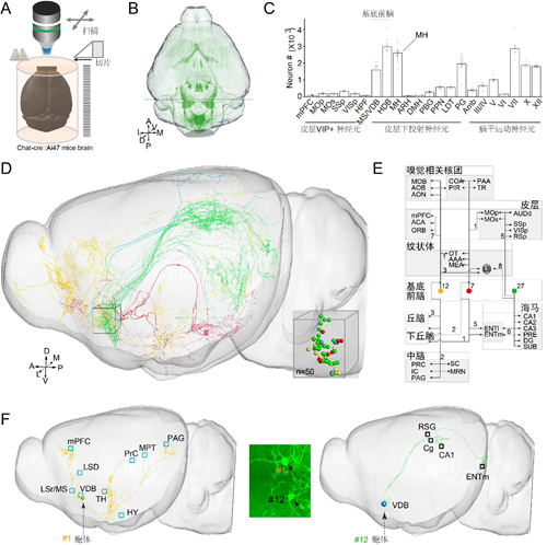 上海生科院等乙酰胆碱能神经元全脑图谱研究获