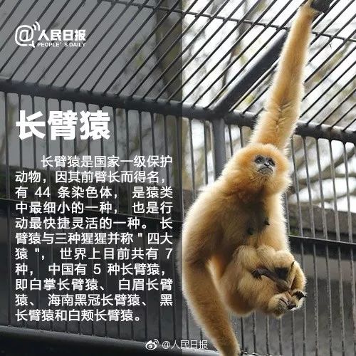 触目惊心!深圳查获穿山甲鳞片11.9吨,至少2万