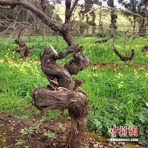 歌浓酒庄1865年老藤西拉红酒什么味道?|西拉|