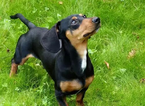 狗狗品种排名_最可爱的狗狗品种排名(2)