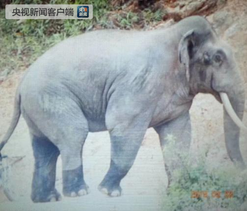 央视新闻:云南澜沧一巡象员被象群围攻身亡