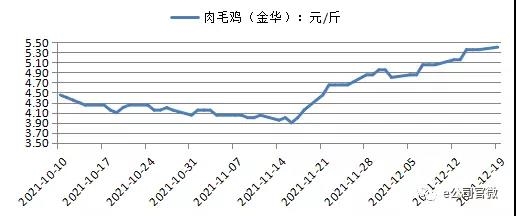 鸡尾 也疯狂!鸡苗鸡肉价格畅旺|农产品|期货