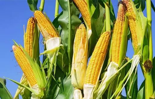 热点丨贵州种植业结构有了新调整!今后将调减