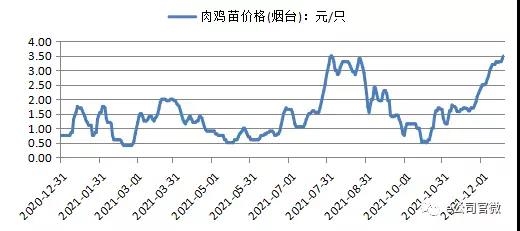 鸡尾也疯狂!鸡苗鸡肉价格畅旺|农产品|期货