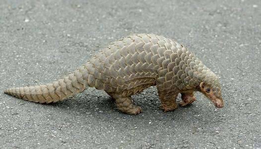 触目惊心!深圳查获穿山甲鳞片11.9吨,至少2万